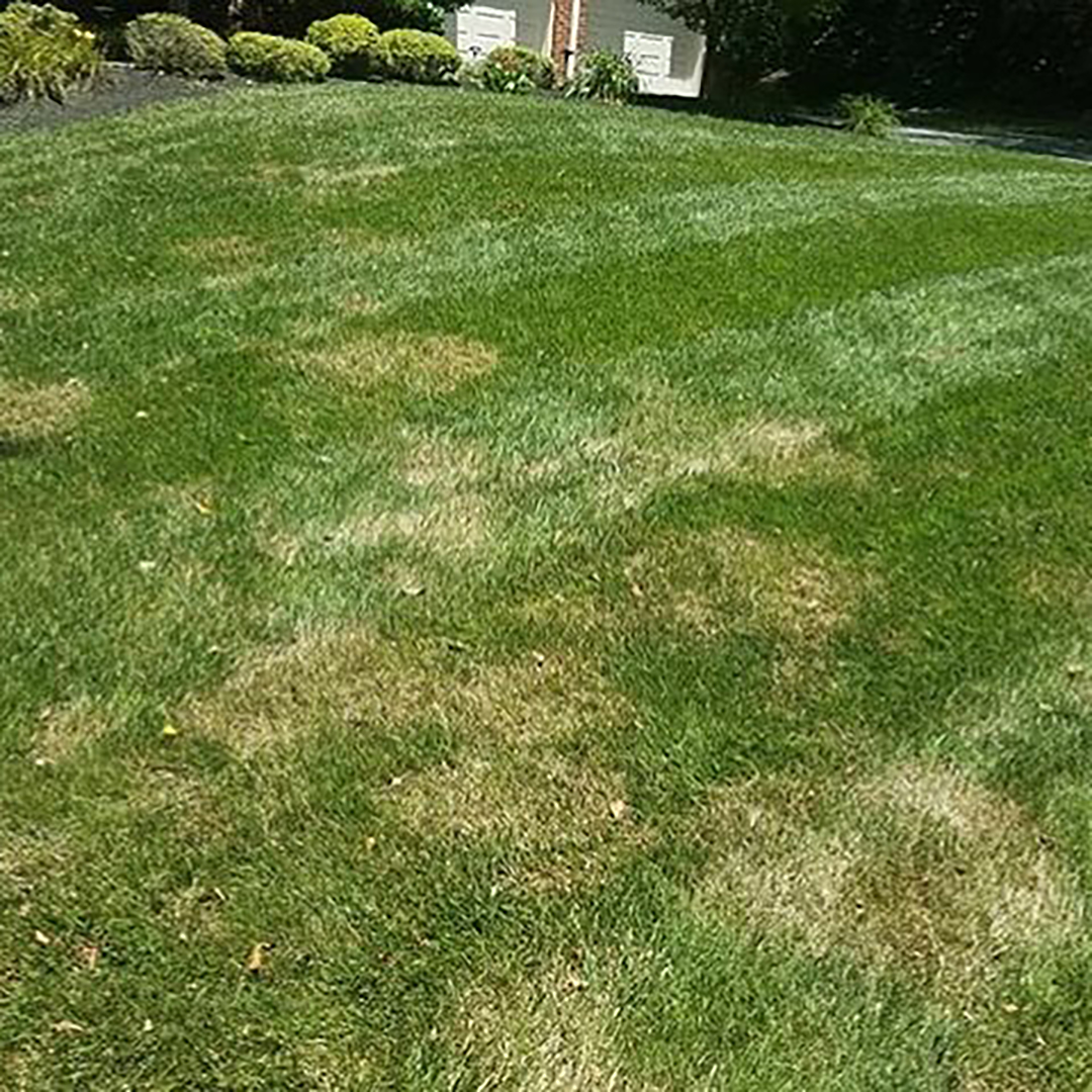 Brown Patch Damage 2