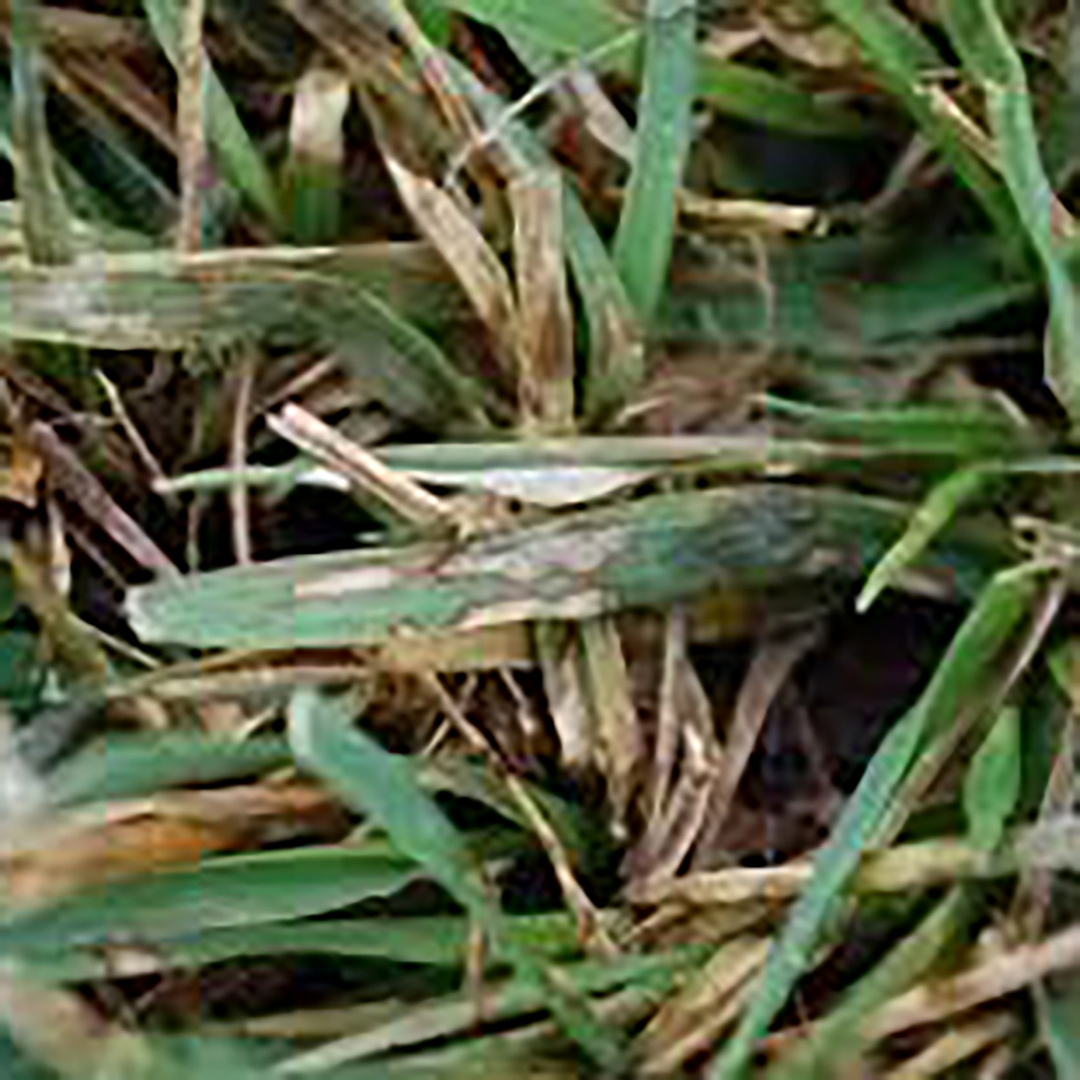 Brown Patch Damage