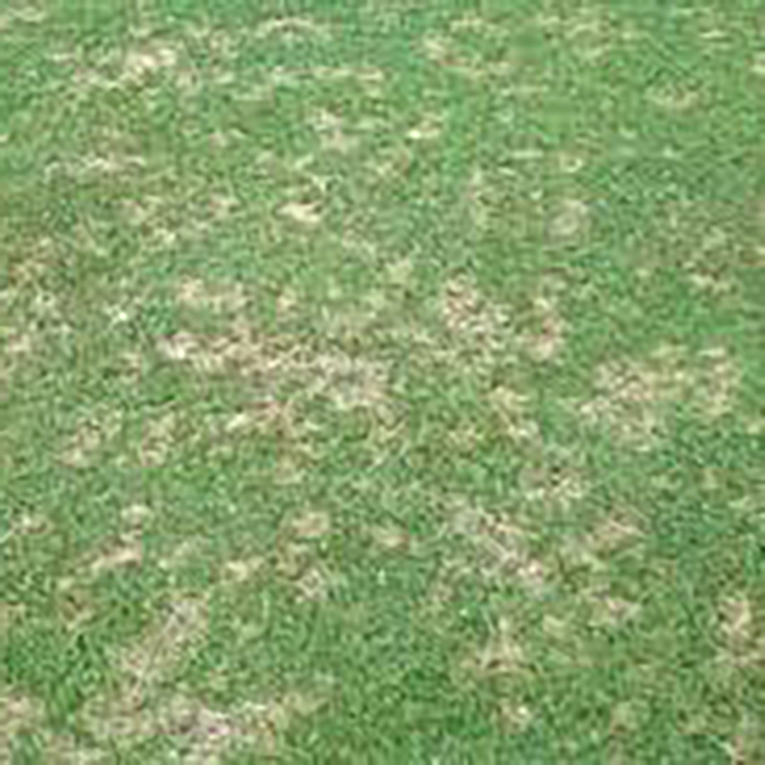 Dollar Spot Damage