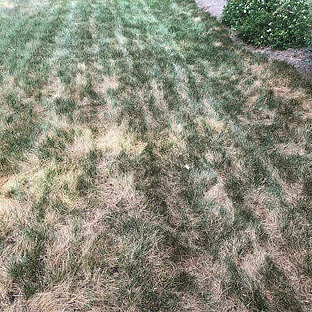 Drought Stress Damage