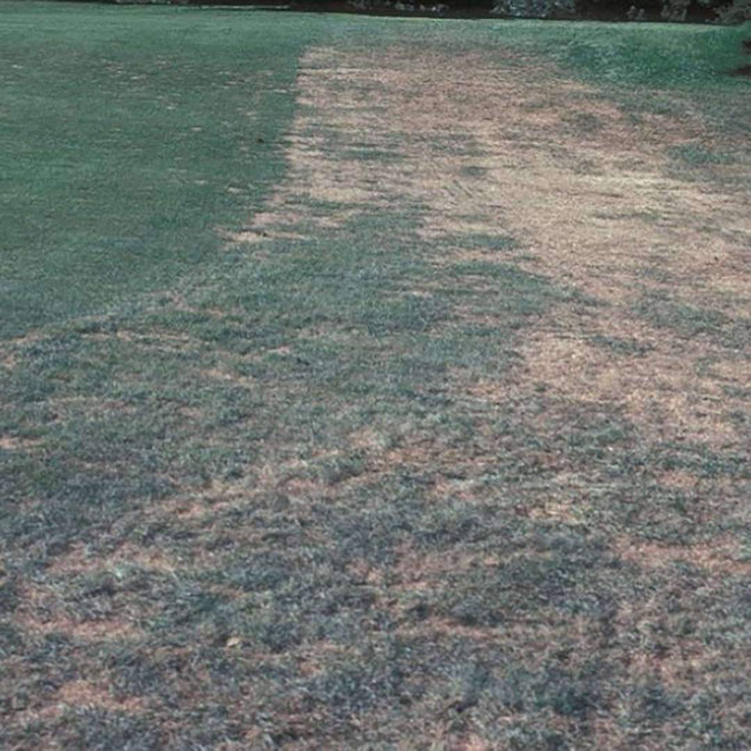 Gray Leaf Spot Damage