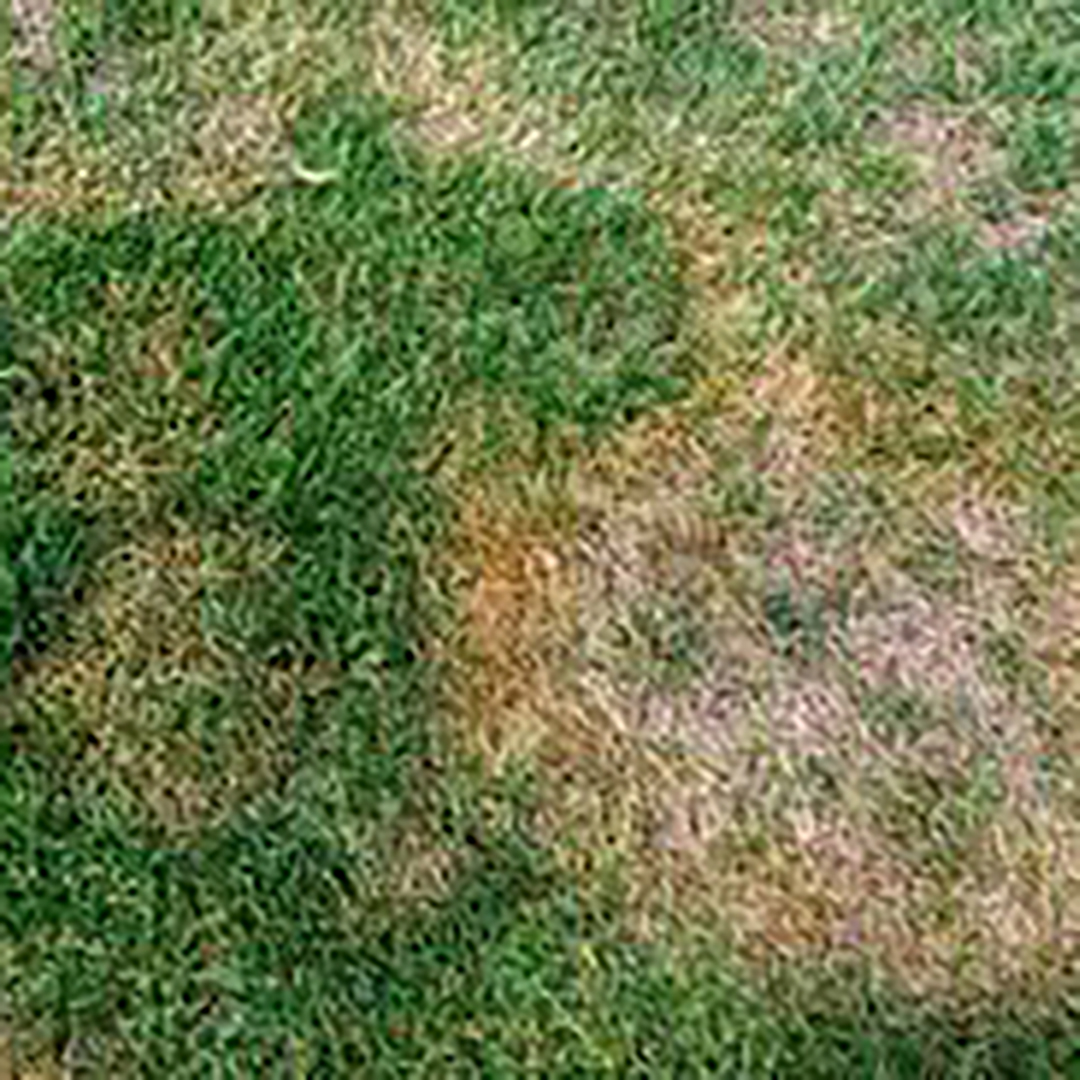 Turf Damaging Diseases