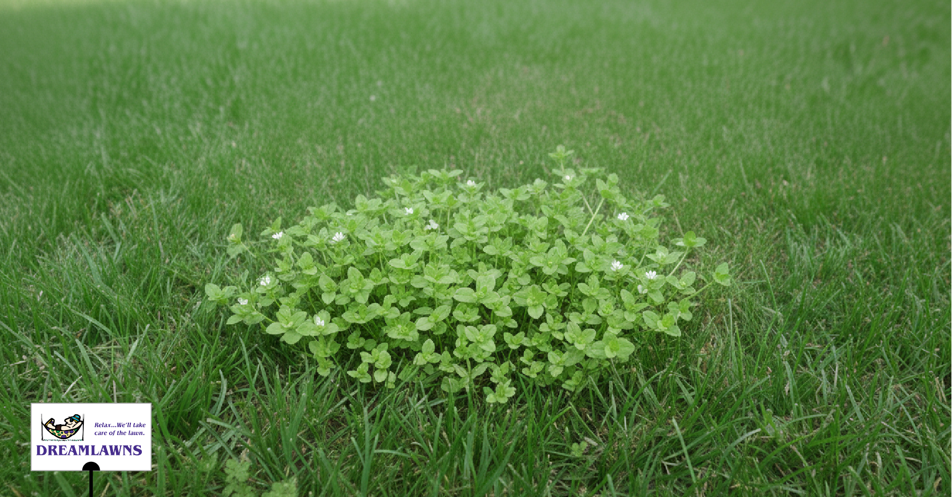 Chickweed V1_LinkedIn Post