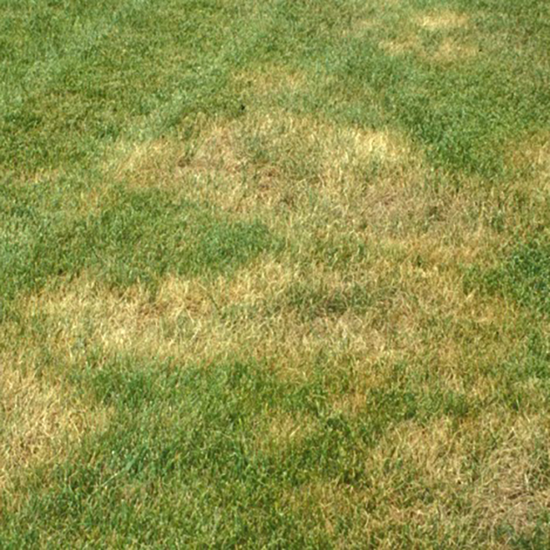 Brown Patch Disease
